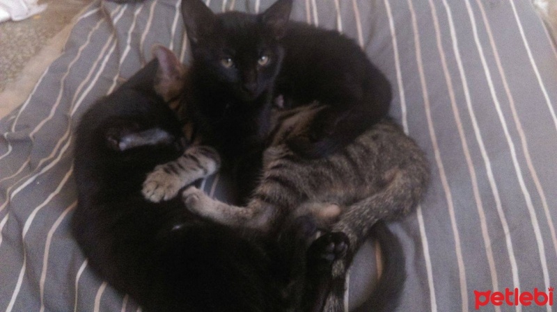 Bombay, Kedi  Cesur  fotoğrafı