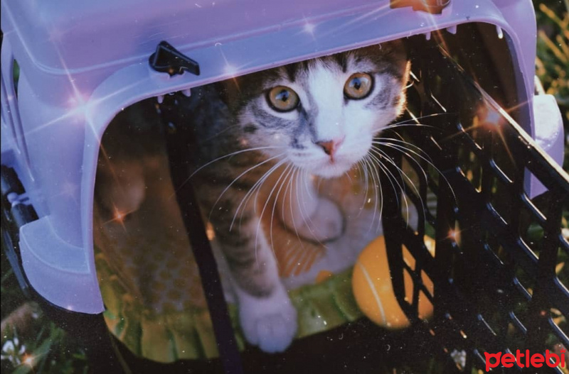 Tekir Kedi, Kedi  KET fotoğrafı