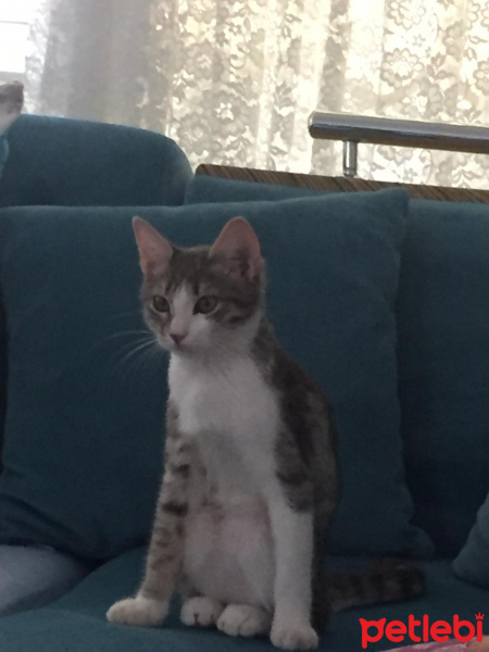 Tekir Kedi, Kedi  KET fotoğrafı