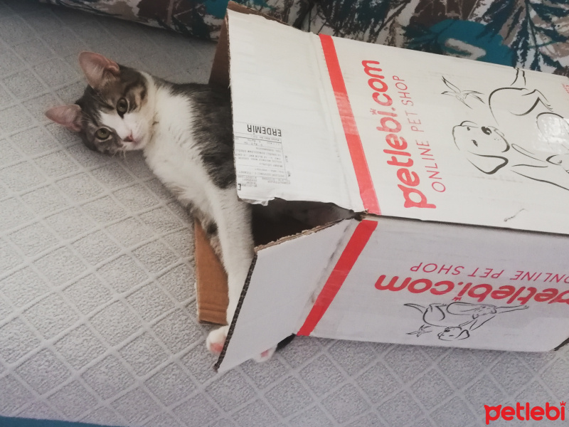 Tekir Kedi, Kedi  KET fotoğrafı