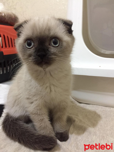Scottish Fold, Kedi  Gofret fotoğrafı