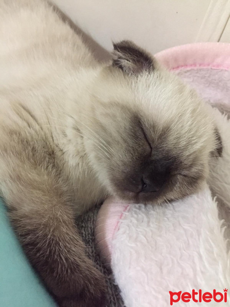 Scottish Fold, Kedi  Gofret fotoğrafı