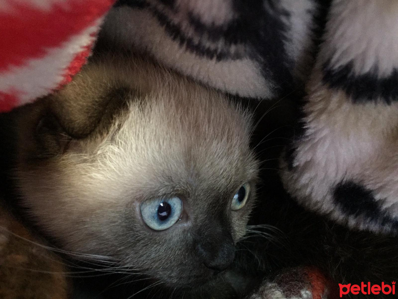 Scottish Fold, Kedi  Gofret fotoğrafı