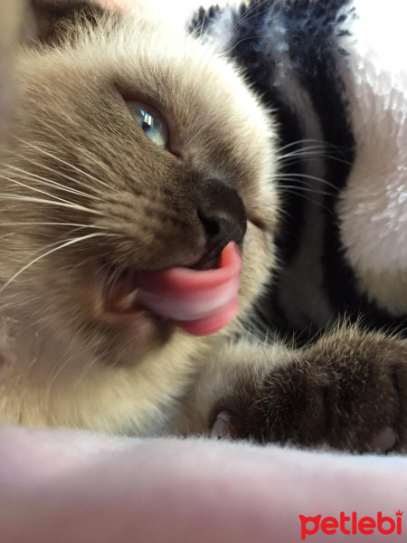 Scottish Fold, Kedi  Gofret fotoğrafı