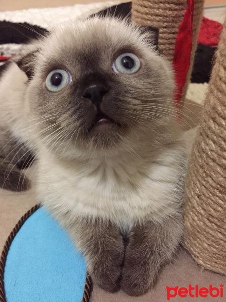 Scottish Fold, Kedi  Gofret fotoğrafı