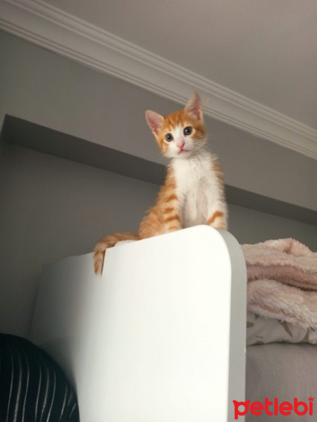 Sarman, Kedi  Simba fotoğrafı