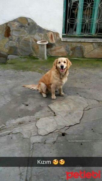 Golden Retriever, Köpek  Badem fotoğrafı