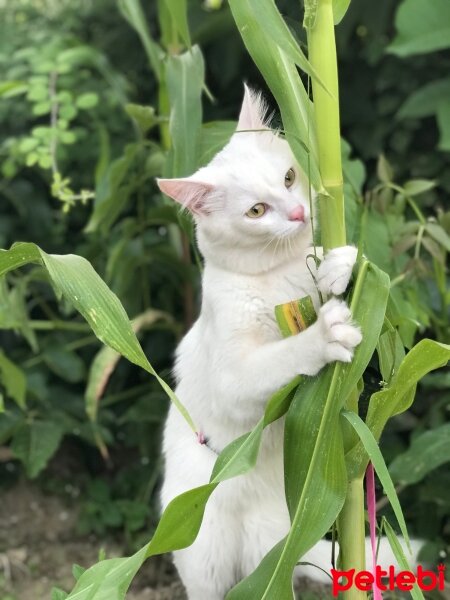 Ankara Kedisi, Kedi  Venüs fotoğrafı