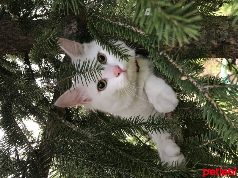 Ankara Kedisi, Kedi  Venüs fotoğrafı