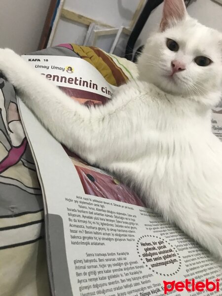 Ankara Kedisi, Kedi  Venüs fotoğrafı