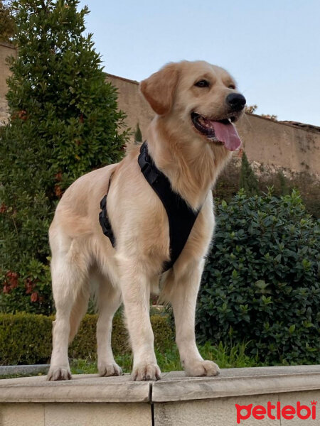 Golden Retriever, Köpek  Çiko fotoğrafı