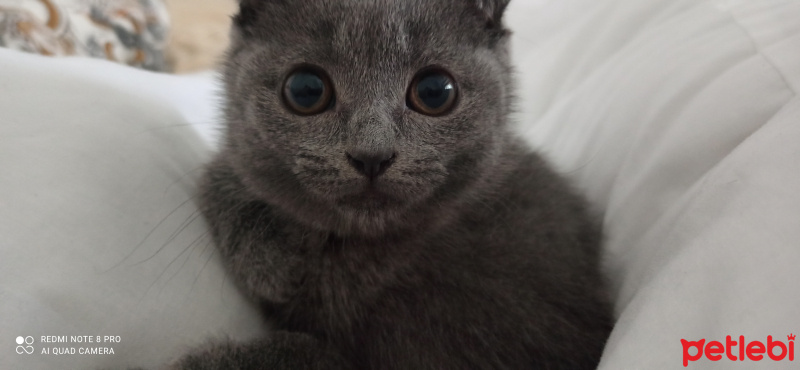 Scottish Fold, Kedi  Sofi fotoğrafı