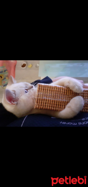 British Shorthair, Kedi  Çokomel fotoğrafı