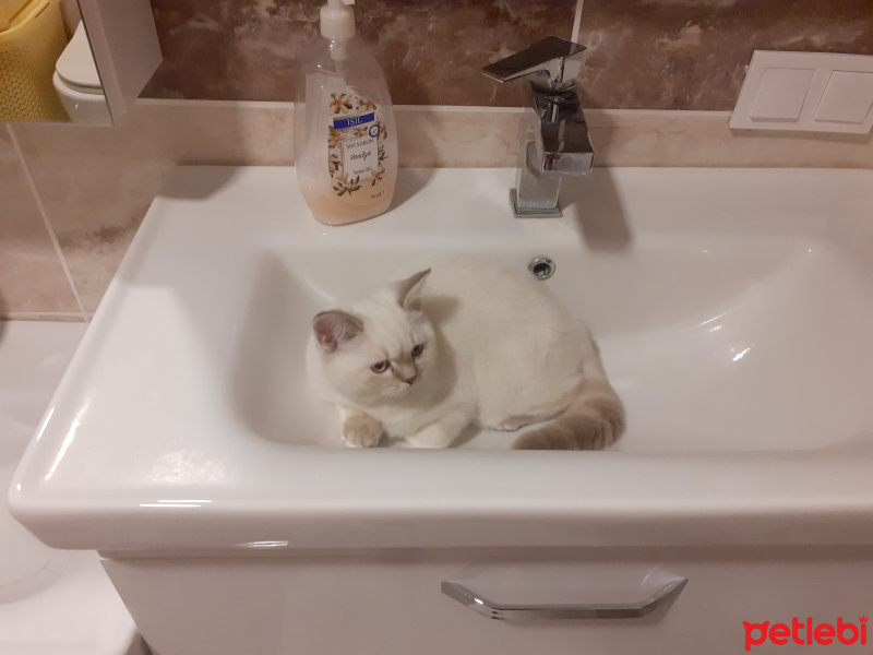 British Shorthair, Kedi  Çokomel fotoğrafı