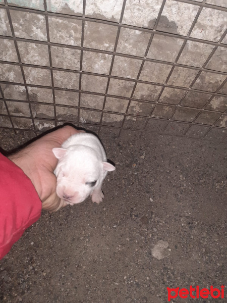 Amerikan Staffordshire Terrier, Köpek  Hera fotoğrafı