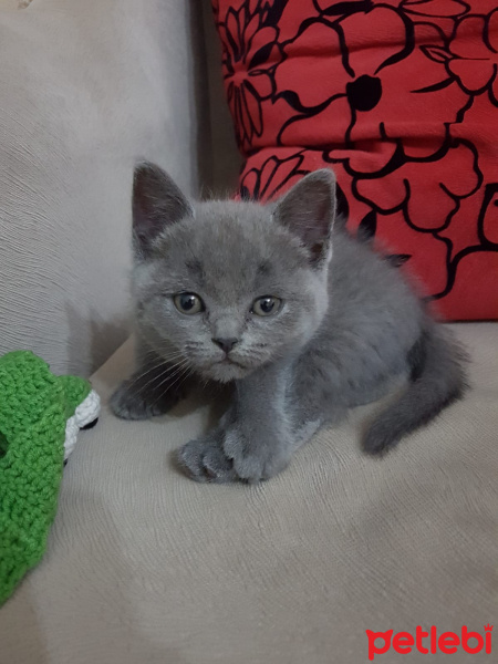 British Shorthair, Kedi  Maya fotoğrafı