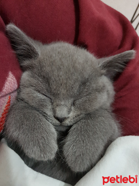 British Shorthair, Kedi  Maya fotoğrafı