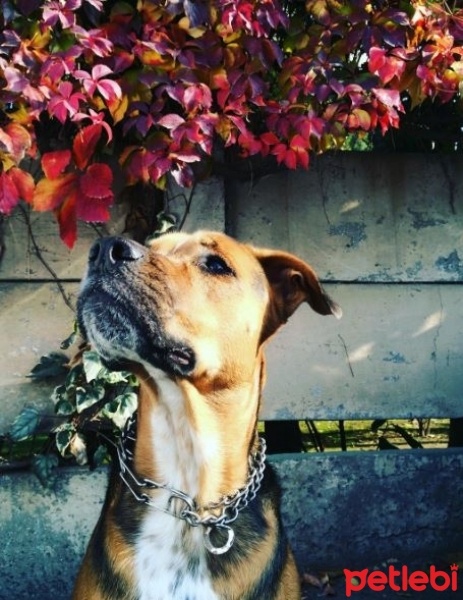 Boxer, Köpek  Shera fotoğrafı