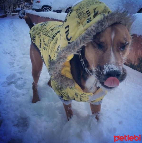 Boxer, Köpek  Shera fotoğrafı