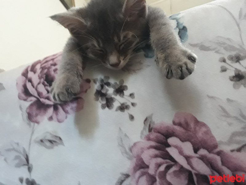 Mavi Rus, Kedi  cabbar fotoğrafı