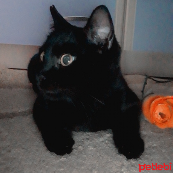 Tekir Kedi, Kedi  Jiji fotoğrafı