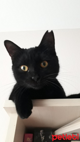 Tekir Kedi, Kedi  Jiji fotoğrafı