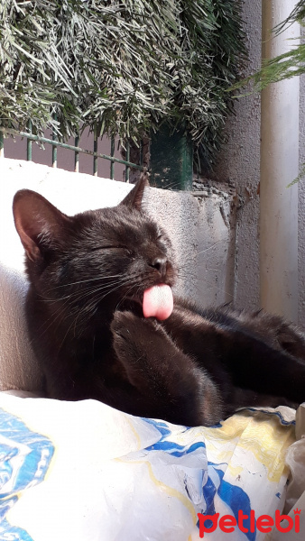 Tekir Kedi, Kedi  Jiji fotoğrafı