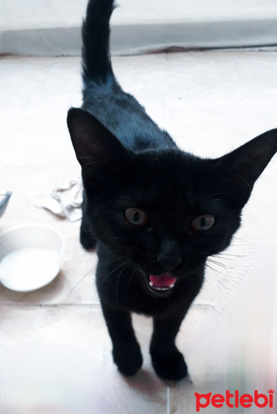 Tekir Kedi, Kedi  Jiji fotoğrafı