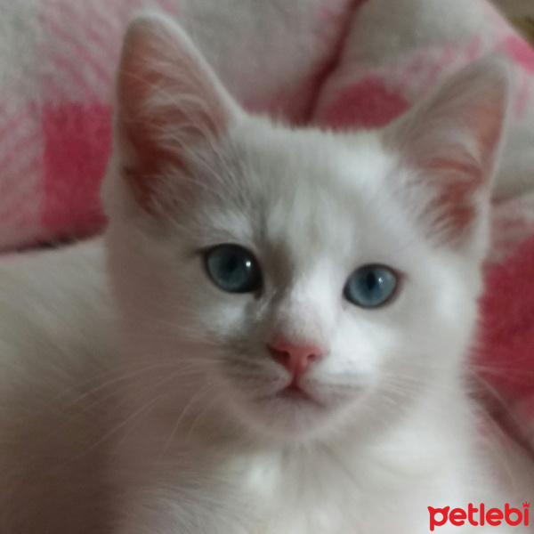 Ankara Kedisi, Kedi  Latte fotoğrafı