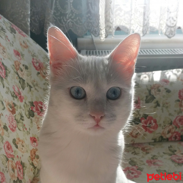 Ankara Kedisi, Kedi  Latte fotoğrafı
