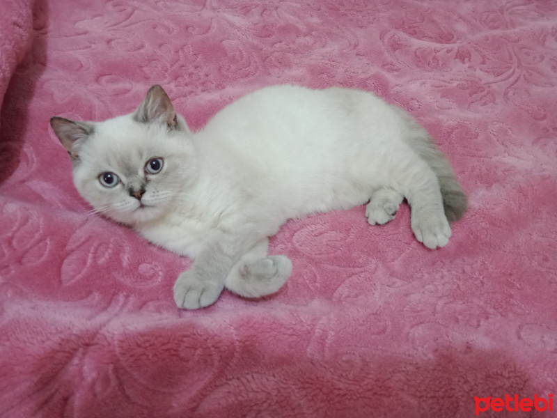 British Shorthair, Kedi  Müezza Oscar fotoğrafı
