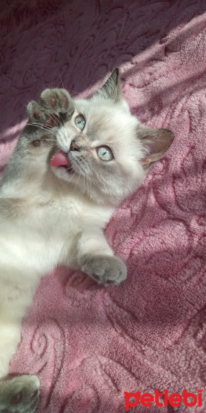 British Shorthair, Kedi  Müezza Oscar fotoğrafı