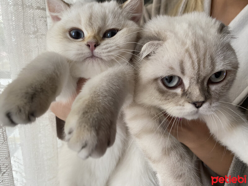 Scottish Fold, Kedi  MİŞA fotoğrafı