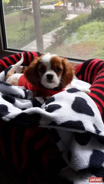 Cavalier King Charles Spanieli, Köpek  miu fotoğrafı