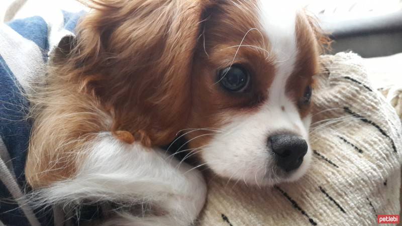 Cavalier King Charles Spanieli, Köpek  miu fotoğrafı