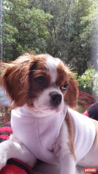 Cavalier King Charles Spanieli, Köpek  miu fotoğrafı