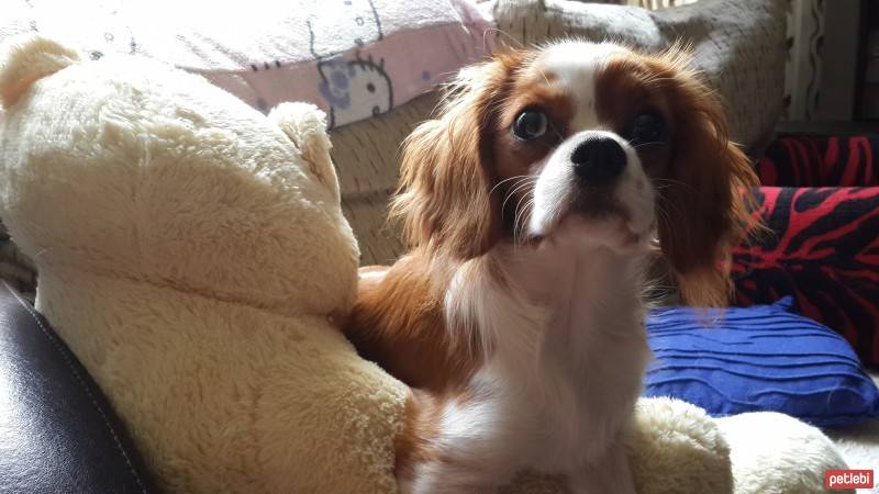 Cavalier King Charles Spanieli, Köpek  miu fotoğrafı