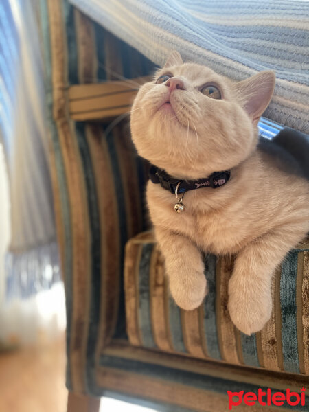 British Shorthair, Kedi  Pablo fotoğrafı