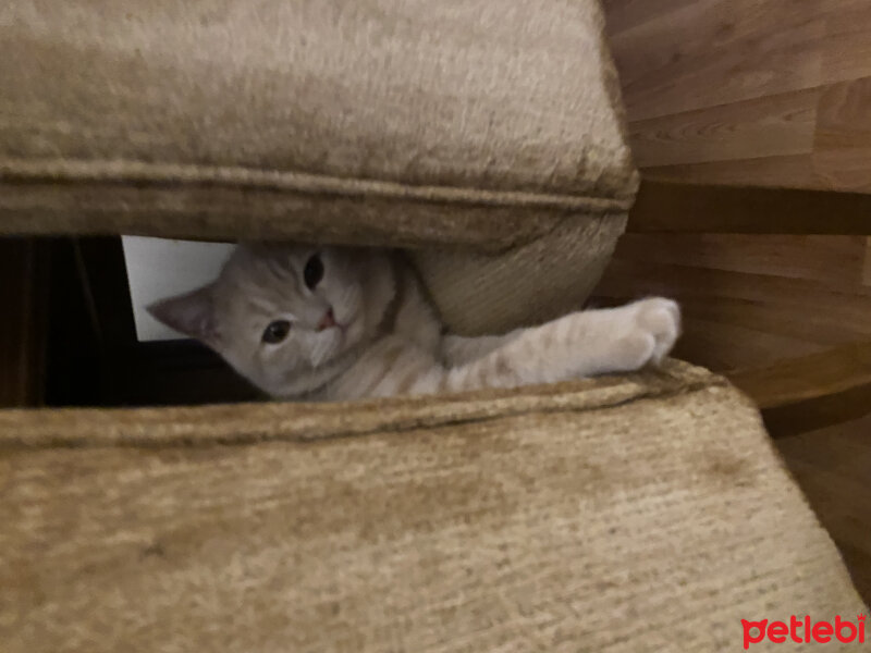 British Shorthair, Kedi  Pablo fotoğrafı