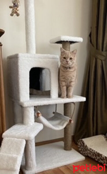 British Shorthair, Kedi  Pablo fotoğrafı