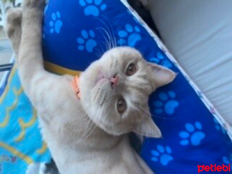 British Shorthair, Kedi  Pablo fotoğrafı