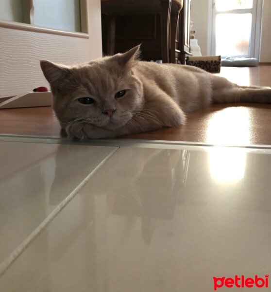 British Shorthair, Kedi  Pablo fotoğrafı