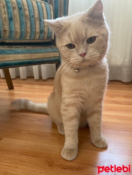 British Shorthair, Kedi  Pablo fotoğrafı