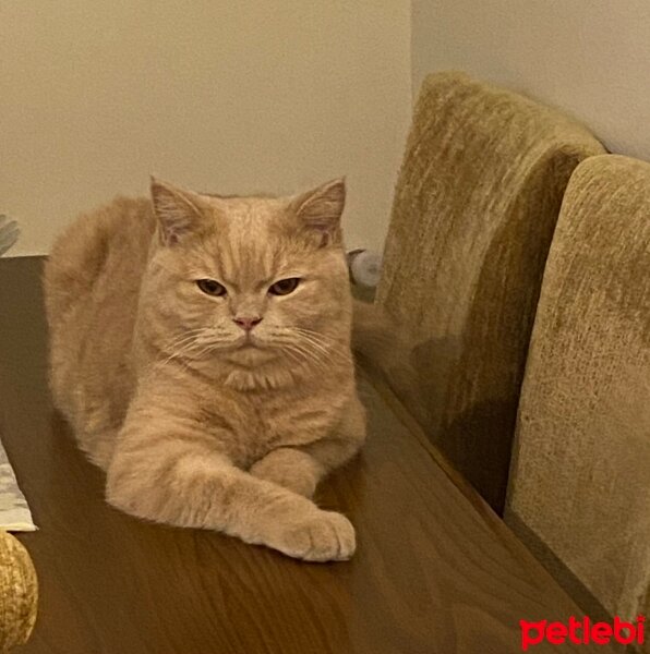 British Shorthair, Kedi  Pablo fotoğrafı