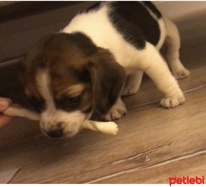 Beagle, Köpek  Lena fotoğrafı