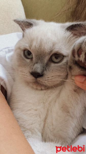 Scottish Fold, Kedi  Lila fotoğrafı