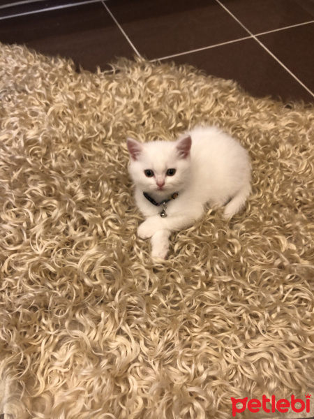 British Shorthair, Kedi  Bihter fotoğrafı
