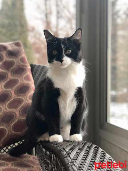 Tuxedo (Smokin) Kedi, Kedi  Boli fotoğrafı