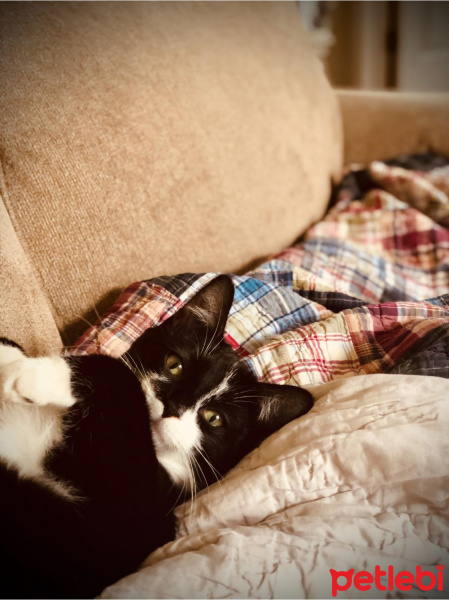 Tuxedo (Smokin) Kedi, Kedi  Boli fotoğrafı