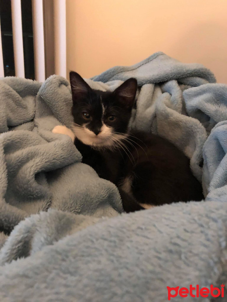Tuxedo (Smokin) Kedi, Kedi  Boli fotoğrafı